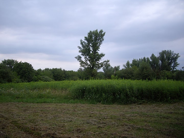 IMGP7698